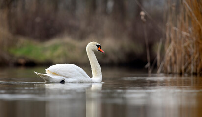 Fototapeta premium swan in a natural habitat floating in a pond.