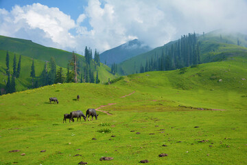 Buffalos eating grass in green landscape 