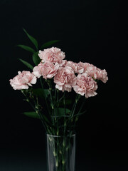 Pink carnations. Bouquet of pink carnations on a dark background