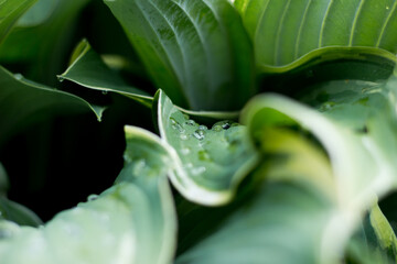 Soczyste zielone liście z kroplami porannej rosy, zielone rośliny, dzikość