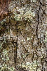 tree bark textures with moss