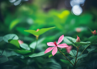 Flower closeup background