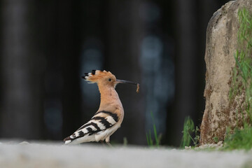 eurasian hoopoe © Johannes Jensås