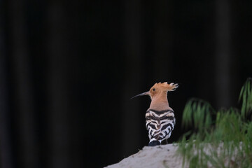 hoopoe