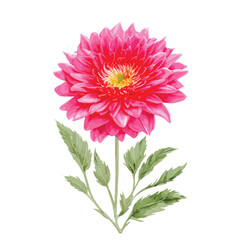 Watercolor chrysanthemum flowers with red and pink color. Hand painted floral illustration isolated on white background. Can be used as element for wedding invitations, cards