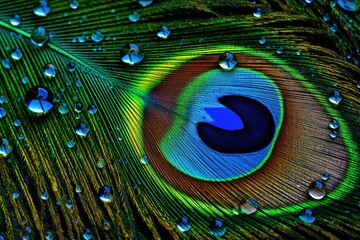Fototapeta premium peacock feather closeup