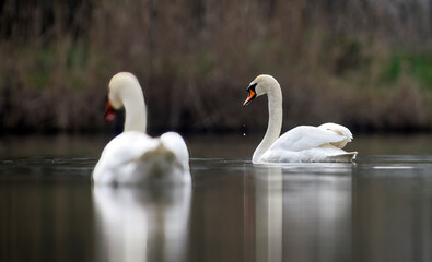 swan in a natural habitat floating in a pond.