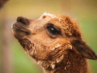 Closeup shot of a camel (Camelus)