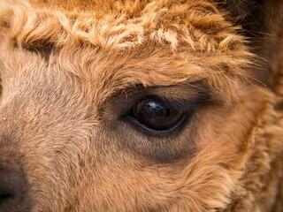 Macro shot of Camel's eye (Camelus)