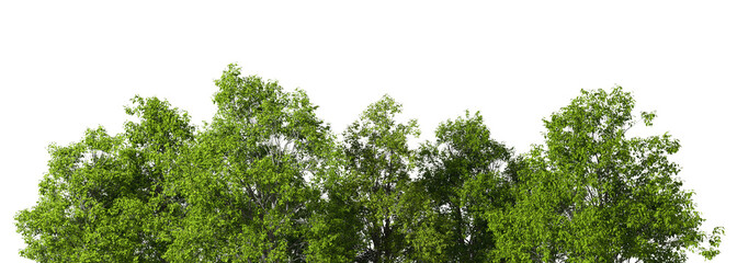 Greenery jungle trees landscape on transparent backgrounds 3d illustration
