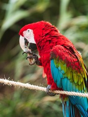 Vertical shot of a beautiful colorful parrot