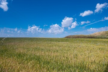 Vast open fields of waving grain against sunlit sky background
