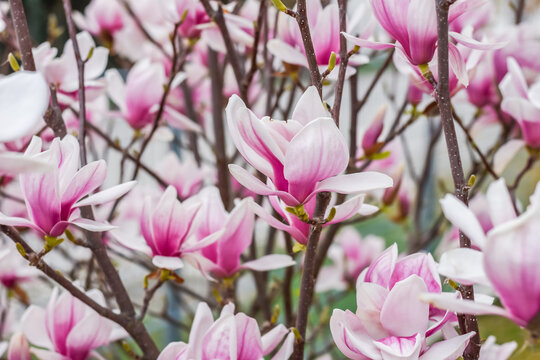 lot of wonderful pink blossoms from a magnolia shrub in the spring detail © thomaseder