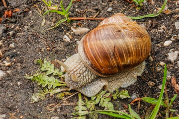 snail with house on the forest floor after rain