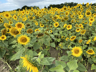 Sunflowers in a field in Shropshire