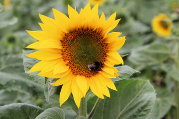A view of a Sunflower in a field in Shropshire