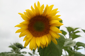 Fototapeta premium A view of a Sunflower in a field in Shropshire