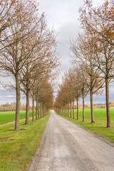 A long valley of trees in autumn. Trees line road. Tunnel from trees. Rural area. 