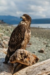 Vertical shot of a young bald eagle sitting on a log on the beach with mountains in background