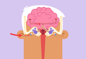 The process of human hearing