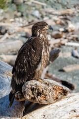 Fototapeta premium Vertical shot of a young bald eagle sitting on a log on the beach with rocks in background