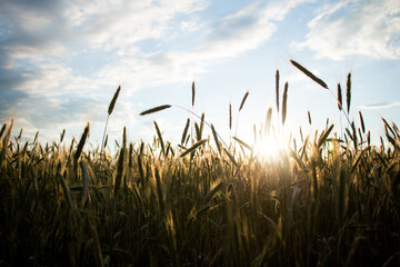 Ekologiczna uprawa, pole ze zbożem skąpane w promieniach letniego słońca