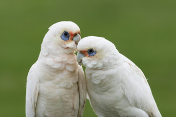 Little Corella pair