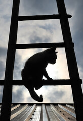 man on a ladder