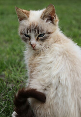 portrait of a white cat