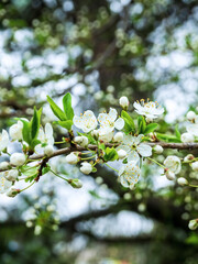 beautiful white flowers on the branches of a thorn tree. blooming Prúnus spinosa