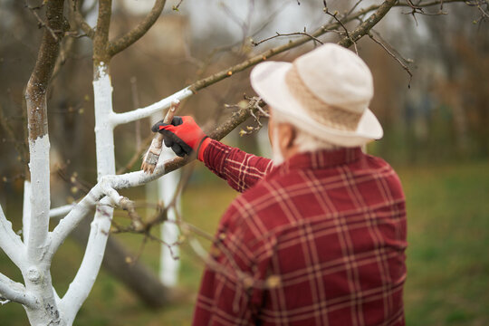Back view of old male whitewashing branches with brush. Gardener wearing plaid shirt and panama hat standing, taking care of plants in orchard in spring. Concept of nature.