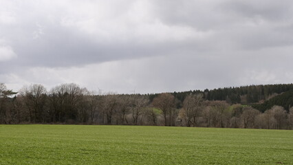 Thiergarten - Waldblick 