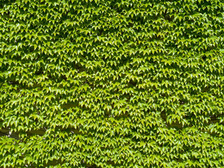 Texture of a wall covered with green ivy