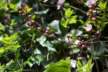 Kirschblüten, Frühling, Hummel, 