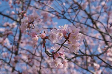 Kirschblüten, Frühling