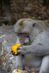 eating fruits in Bali