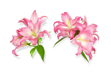 Naklejka na ściany i meble Pink lilies. Two lilies flowers. Flowers are isolated on a white background. Isolated object for installation