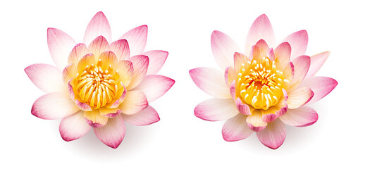two delicate pink lotus / waterlily flowers in full bloom isolated over a transparent background, subtle shadows, zen or meditation design elements, generative AI