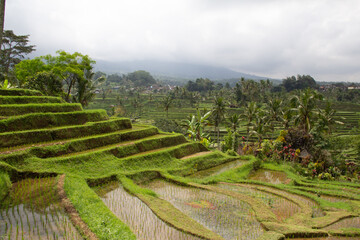rice terraces in island
