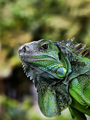 Obraz premium Concept of a small green iguana reptile in the Sriwedari park, Cibubur, Indonesia