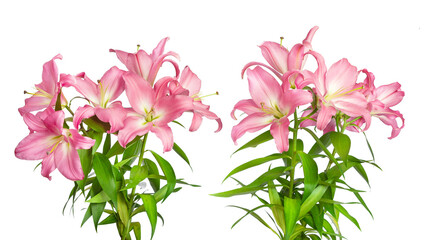 Two pink lilies. Lilies flowers. Beautiful flowers isolated on white. Template for design