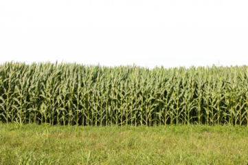 Maize field