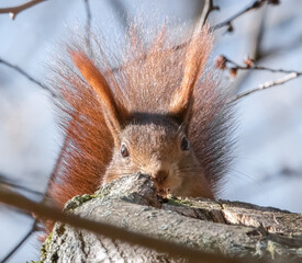 Eichhörnchen beobachtet versteckt die Gegend