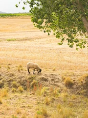 Fototapeten A lonely sheep grazing under a tree © Artur Badziura/Wirestock Creators