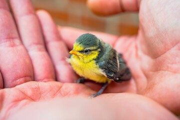 Closeup of a small, frightened tit has fallen out of its nest held in hands