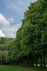 Fototapeta premium Vertical shot of a tree-lined footpath close to Odenthal, Bergisches Land, Germany