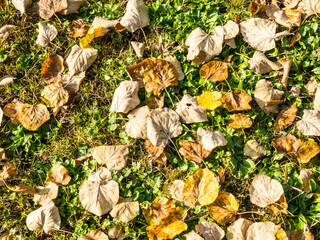 Beautiful colorful leaves in autumn. Autumn in october.