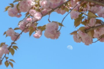 Moon on a blue sky with a flowering sakura tree branch in the foreground