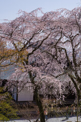 Obraz premium 京都天龍寺の春景色