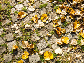 Beautiful colorful leaves in autumn. Autumn in october.